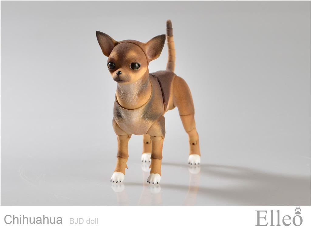 Chihuahua Bjd