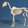 Horse skeleton 01