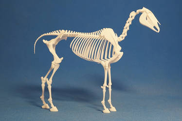 Horse skeleton 02