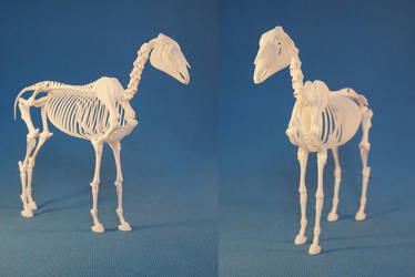 Horse skeleton 04