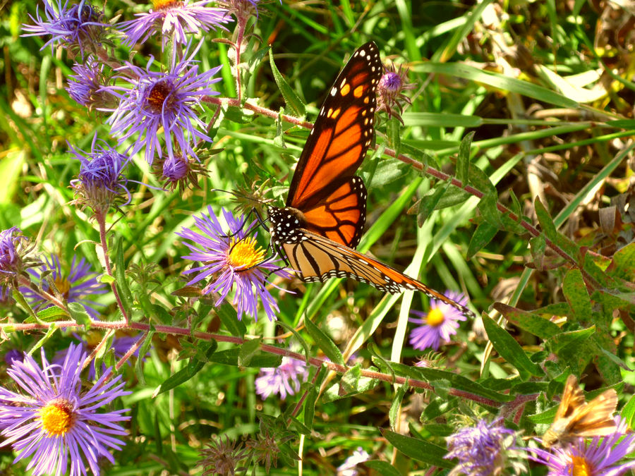 Monarch of butterflies