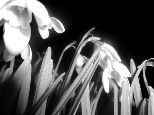 Snowdrops 2