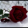 Rose In The Snow