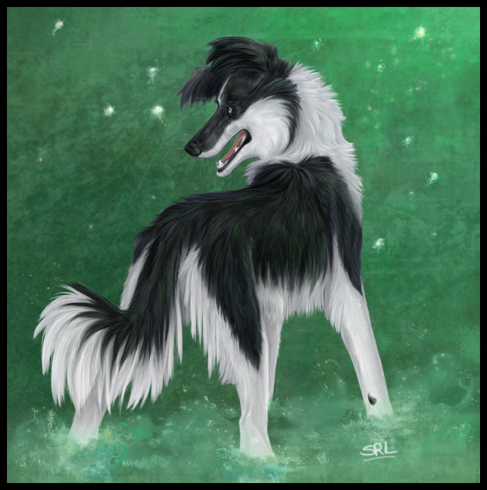 Green-Border Collie