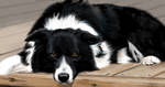 Border Collie pic by daisy7