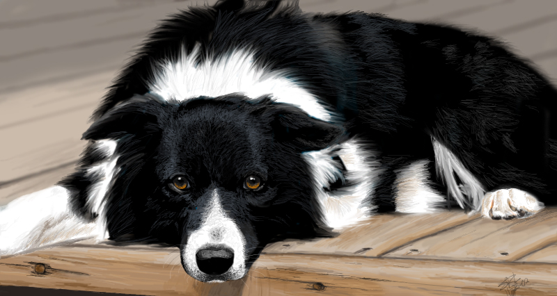 Border Collie pic