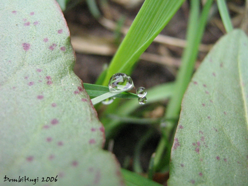 The Waterdrop family