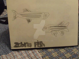 zebra Fish