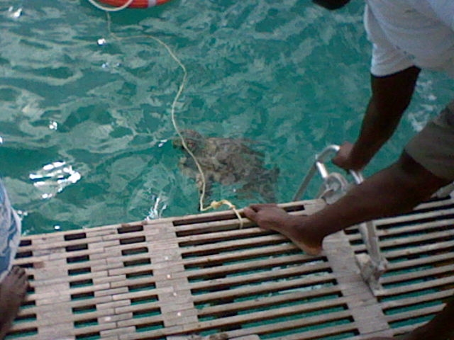 Feeding the Turtles (Pic #1)