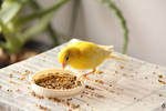 Yellow canary by Girovis