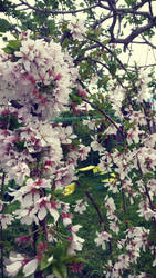 weeping cherry