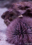 Sea Urchin by lynsea