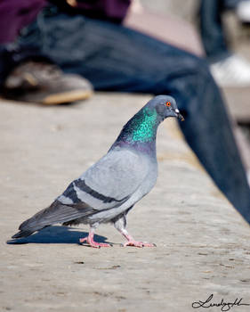 Parisienne Pigeon