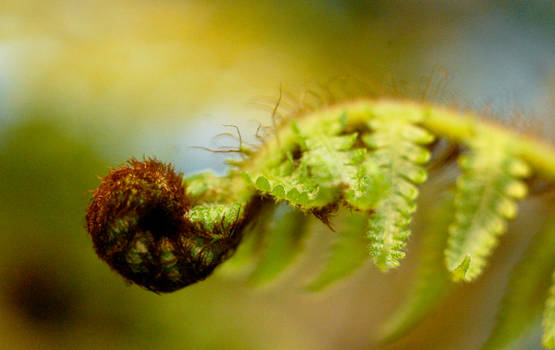 Flight of the Fern