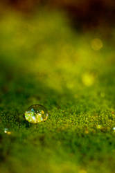 Drop on Moss