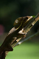 Basalisk Lizard I