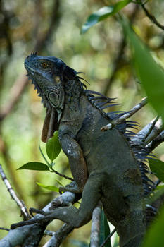 Iguana