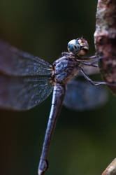 Blue Dragonfly