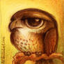 Halcon