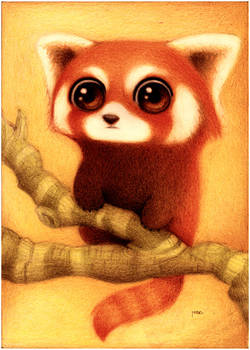 Panda rojo.