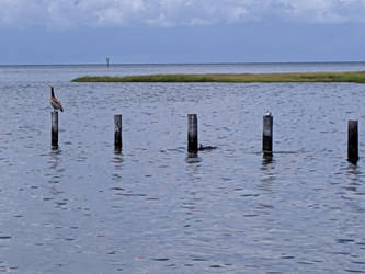 Birds on the Dock 12