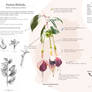 Fuchsia Hybrida Infografia