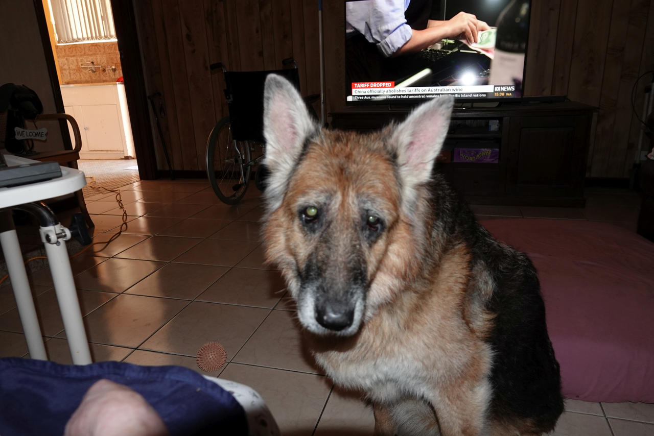 Sad Doggo March 2024 by DarthPeppy on DeviantArt