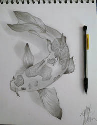 Koi