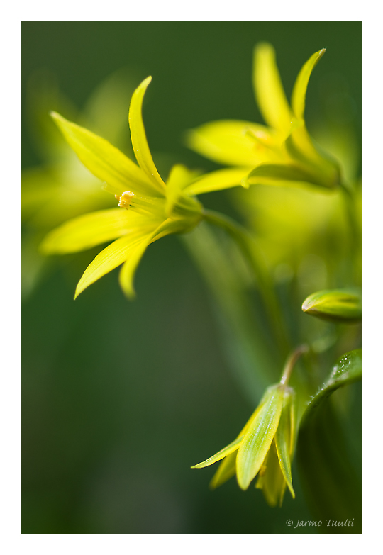 Yellow Crowd