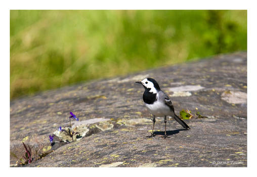 White Wagtail II