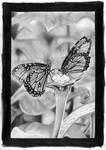 Butterflies by Kristelok