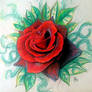 colur pencil rose