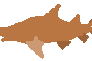 Progress animation: Tiger Sandshark