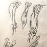 Bridgeman Anatomy Studies. The Arm