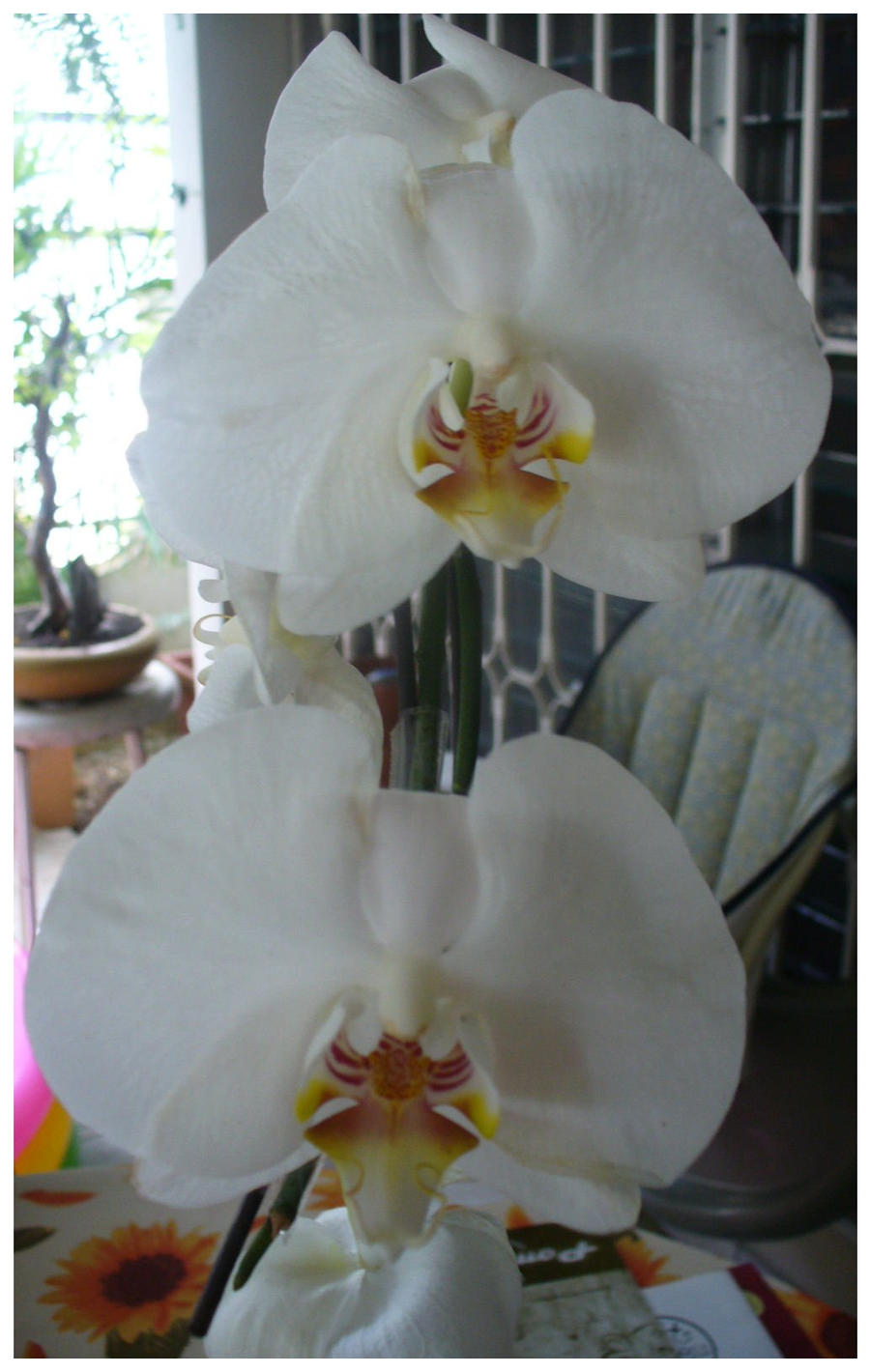 Orquideas