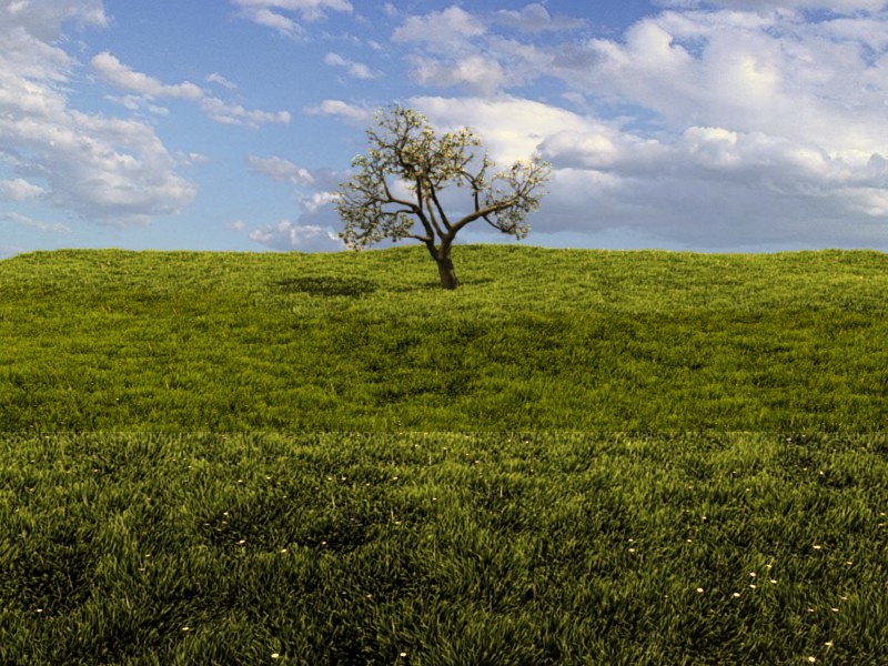 Lonely tree