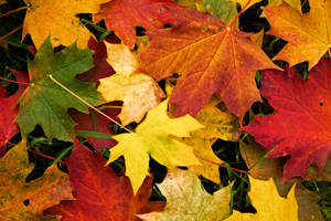 Autumn Leaves by JimmyJam75 Autumn Leaves by JimmyJam75