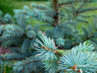 Blue Pine