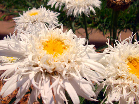 Shasta Daisy