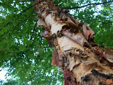 Shedding Tree