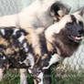 -African Wild Dog-