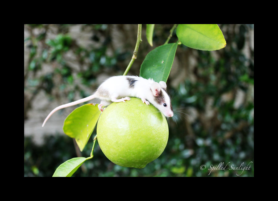 Fruit Swing