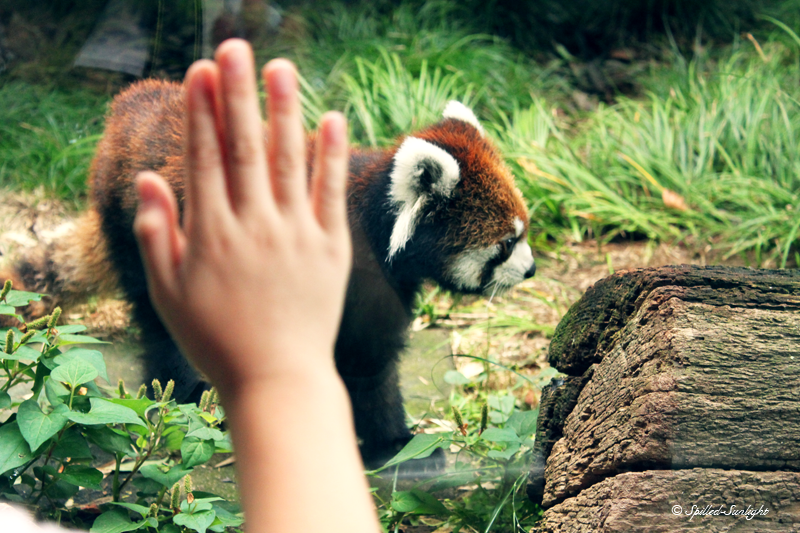 Red Panda Love