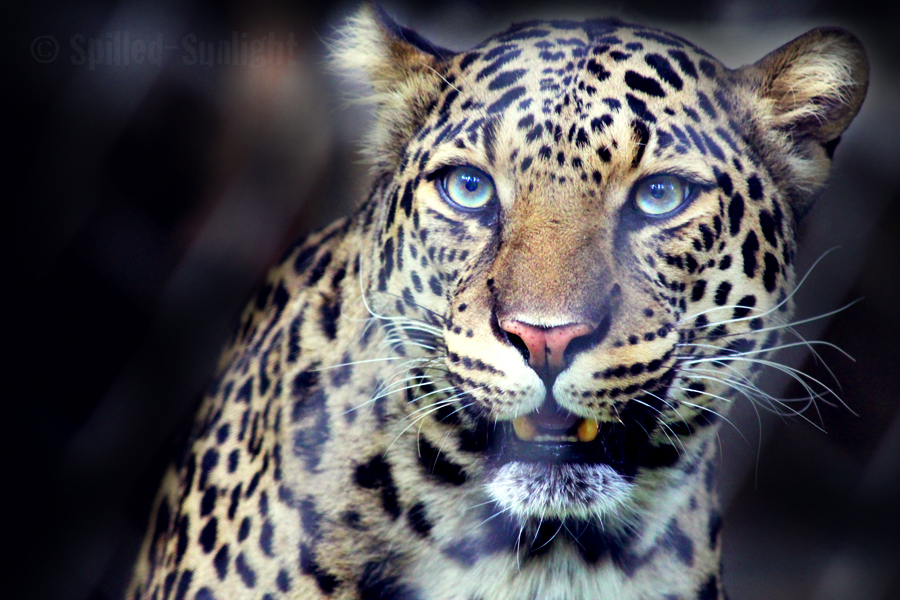 Leopard of Blue Fire