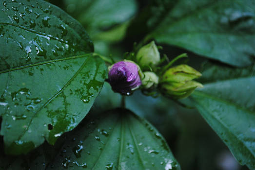 Budding Flowers