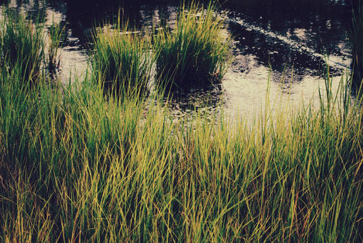 Wetlands - Shot 1