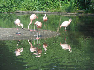 flamingos