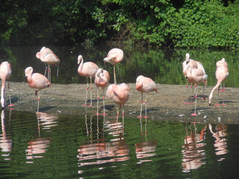 flamingos