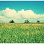 Field of wheat