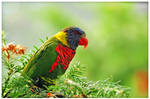 Birds 38 - Lorikeet by RomRom53